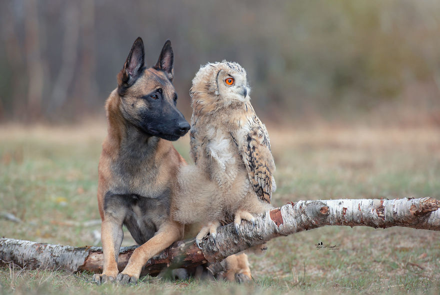 dogowl16