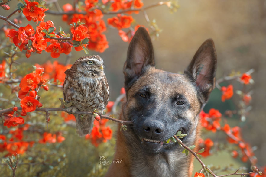 dogowl7