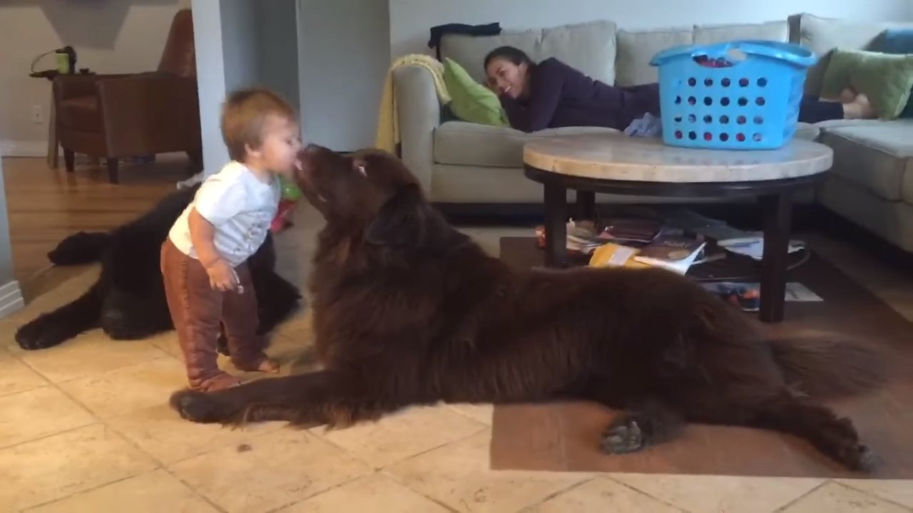Image result for Tegan is a toddler, who shares an adorable relationship with his Newfoundland, Ralphie.