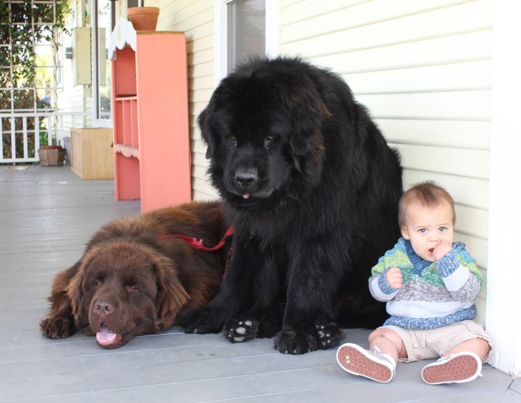 Image result for Tegan is a toddler, who shares an adorable relationship with his Newfoundland, Ralphie.