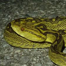 %e3%83%80%e3%82%a6%e3%83%b3%e3%83%ad%e3%83%bc%e3%83%89-1