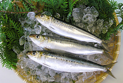 Image result for いわし