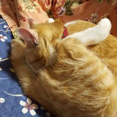 fd2df5e71c24ea8be4d45b9d949fdf93