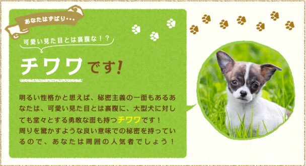 あなたは何犬 無料の犬占いがおもしろくてかわいい Hachibachi