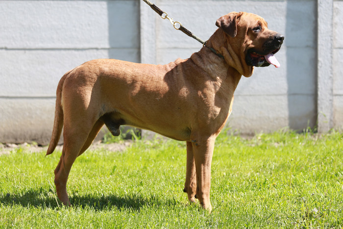 歴史や可愛いポイントは 土佐犬 の知識 Hachibachi