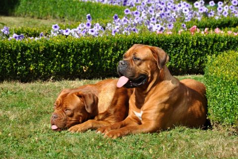 「土佐犬 」の画像検索結果