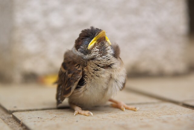 野生の雀 ヒナ 保護에 대한 이미지 검색결과
