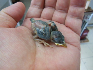 野生の雀 ヒナ에 대한 이미지 검색결과