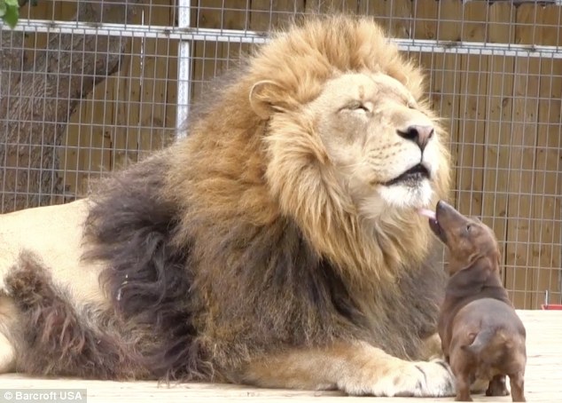 Image result for Huge Lion and Tiny Dachshund Face Each Other