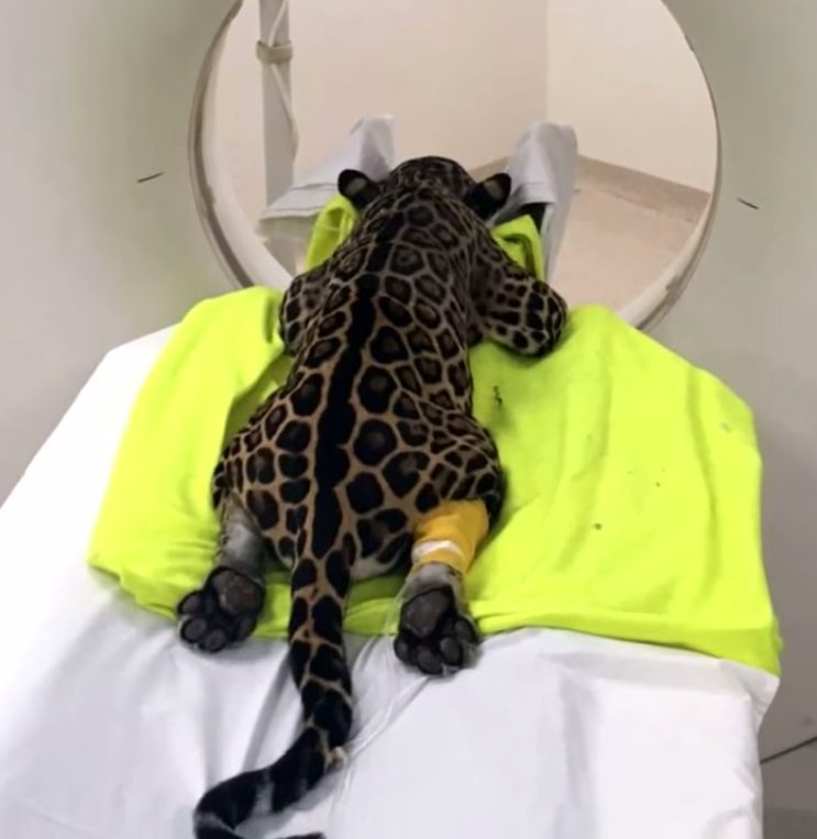 jaguar3