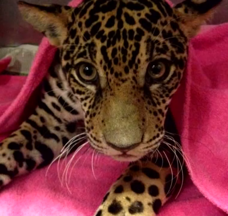 jaguar5