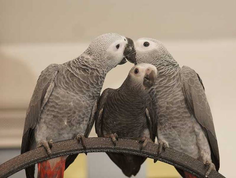 parrot