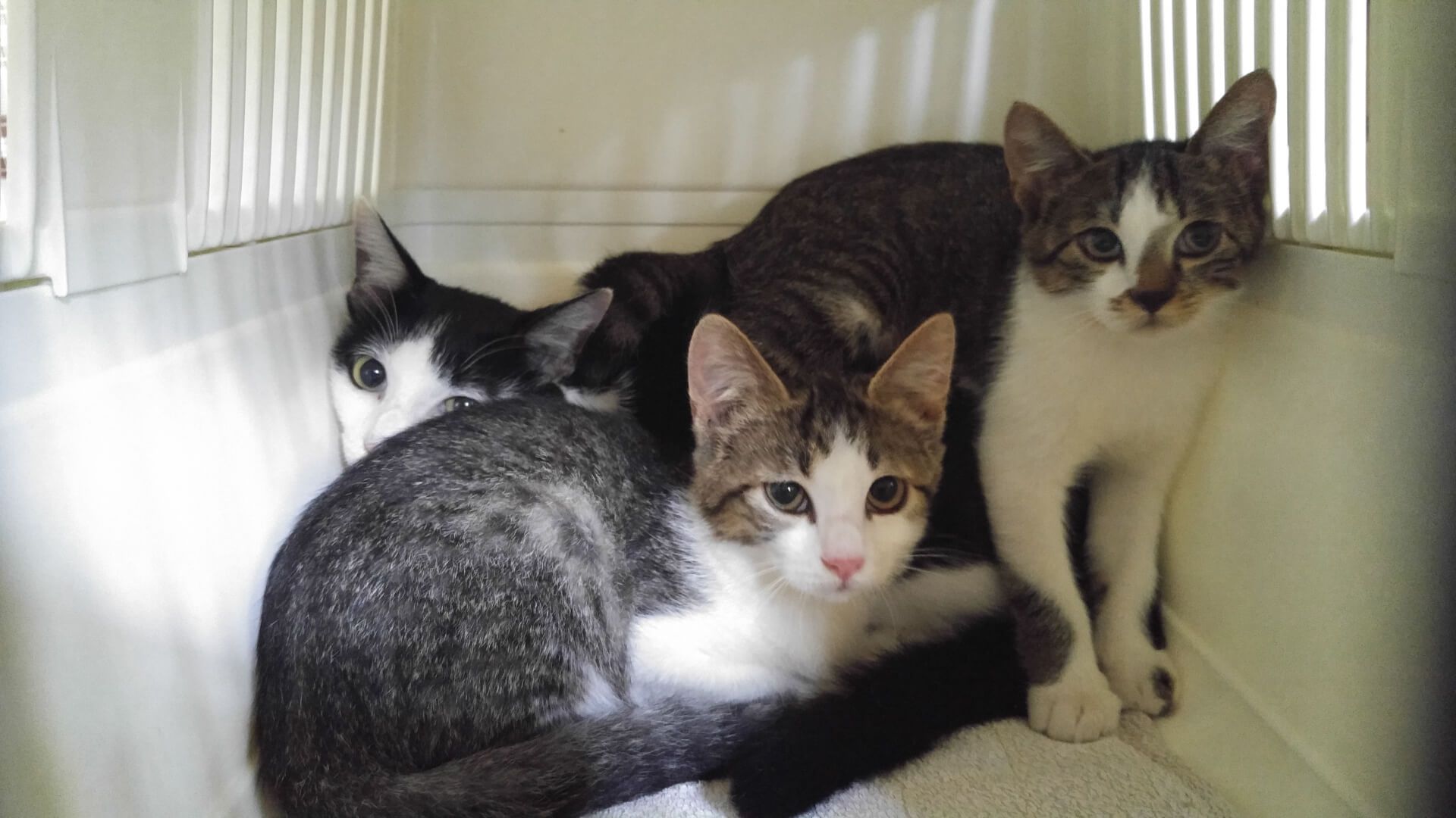 Image result for 売れ残ってしまった仔犬や仔猫