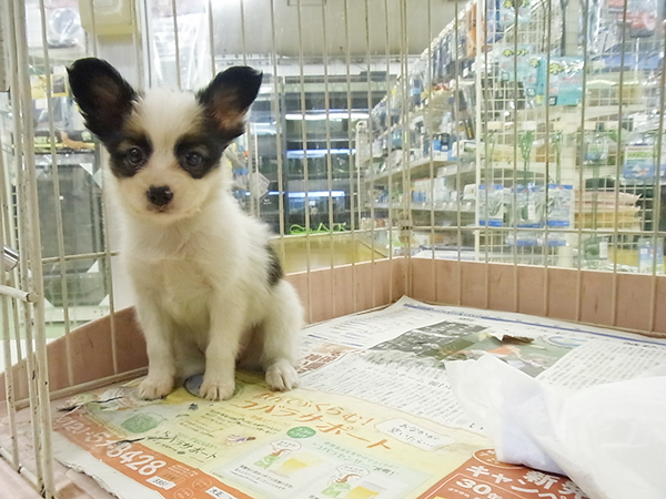 Image result for ガラスケース 仔犬や仔猫