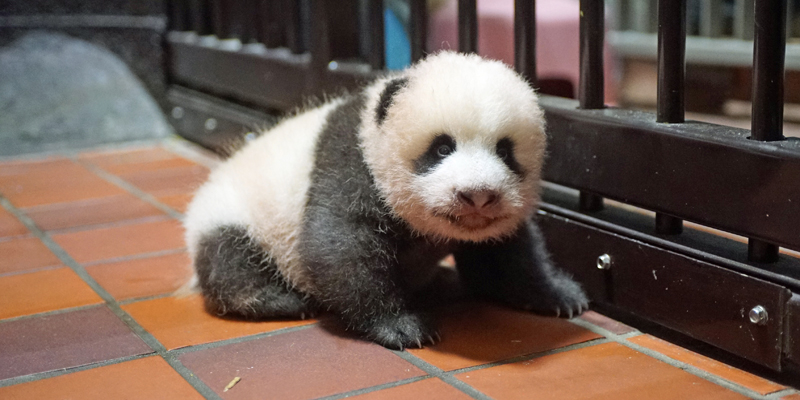 Image result for ジャイアントパンダの赤ちゃんシャンシャン