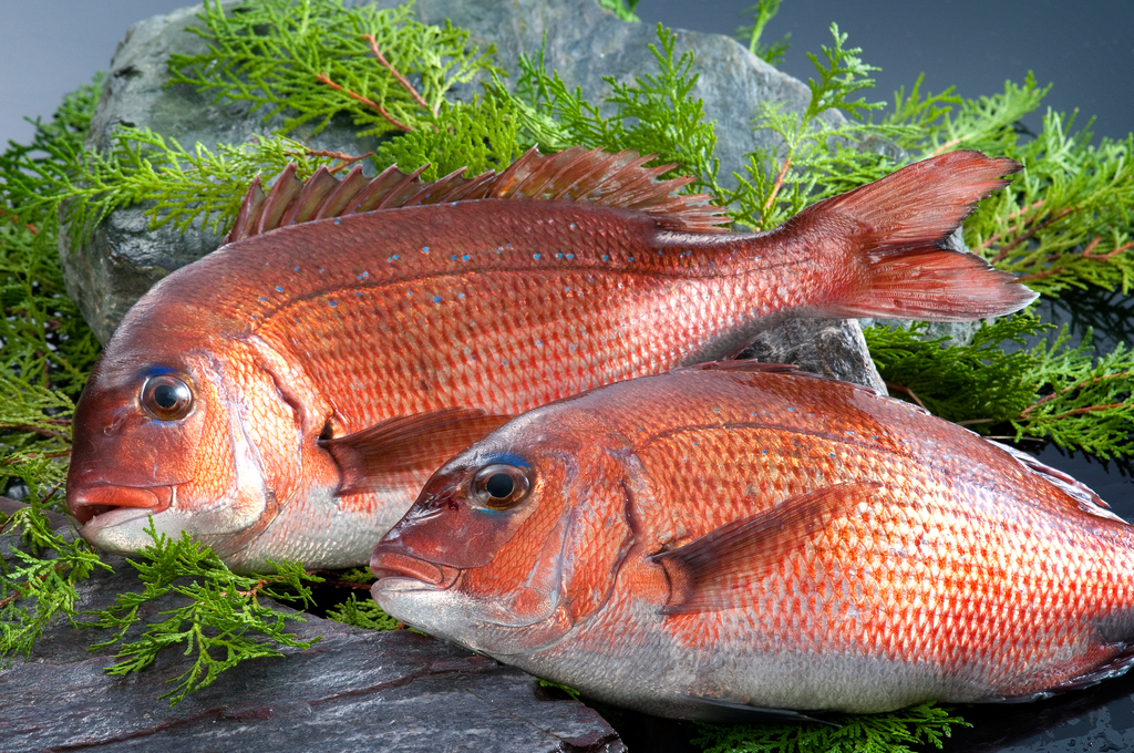 白身魚の種類別おすすめレシピを紹介 Hachibachi