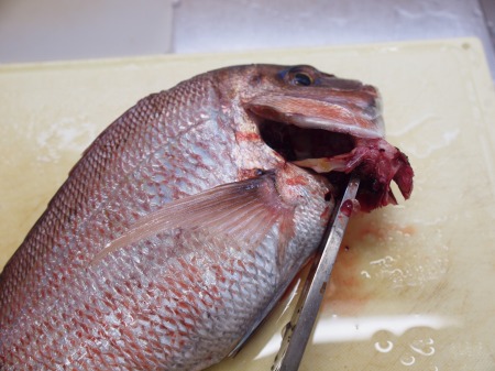 鯛　エラ取り에 대한 이미지 검색결과