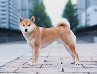 柴犬에 대한 이미지 검색결과