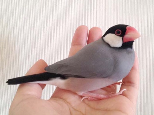 文鳥の種類에 대한 이미지 검색결과