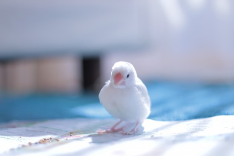 とにかく小さくて可愛い 文鳥の値段とか世話の仕方を解説します Hachibachi とにかく小さくて可愛い 文鳥の値段とか世話の仕方を解説します Hachibachi
