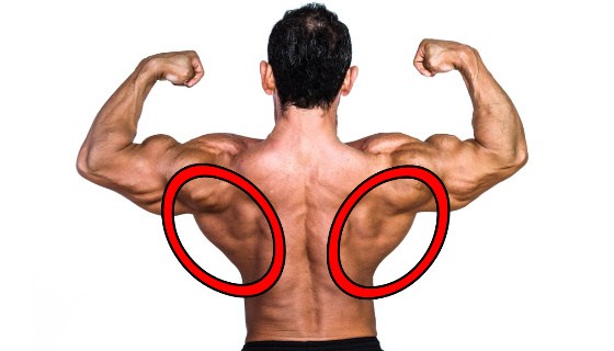 広背筋에 대한 이미지 검색결과