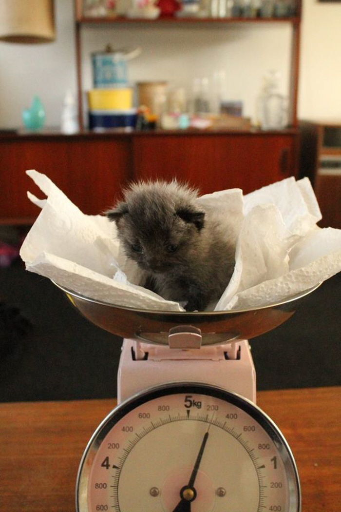 Facebook 'Bruce the cat'