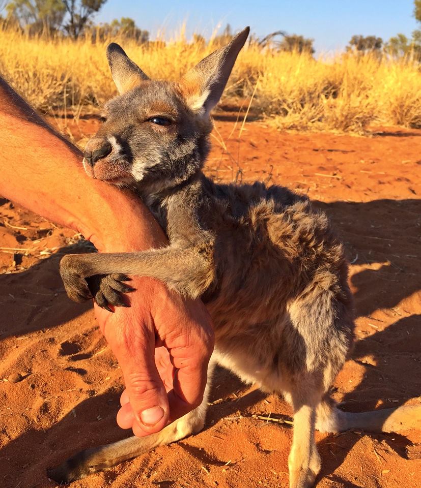 Facebook '@thekangaroosanctuary'