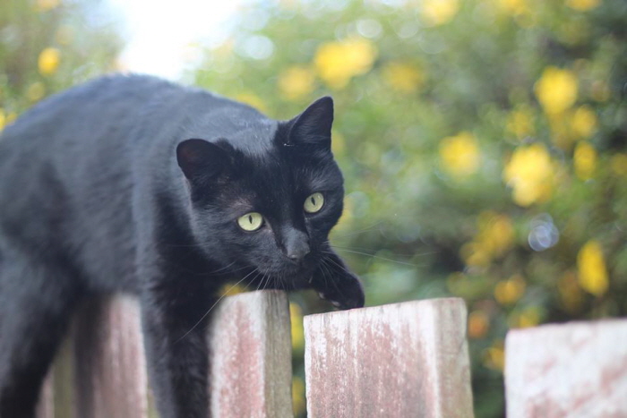 Facebook 'Bruce the cat'