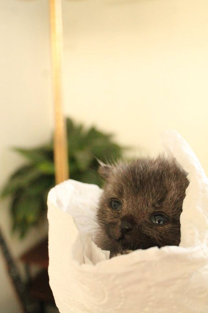 Facebook 'Bruce the cat'