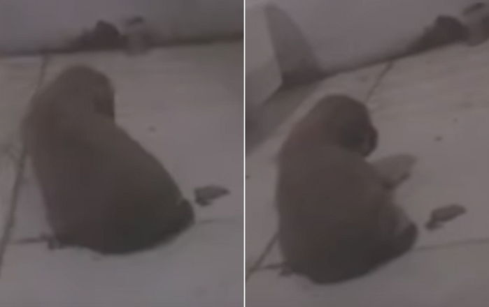 Weibo 'ping ding shan tong cheng hui'