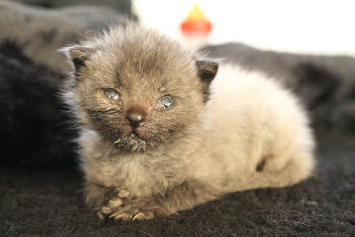 Facebook 'Bruce the cat'