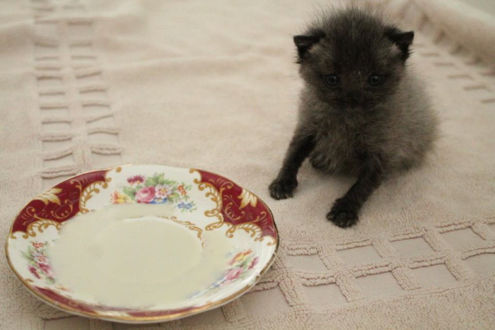 Facebook 'Bruce the cat'