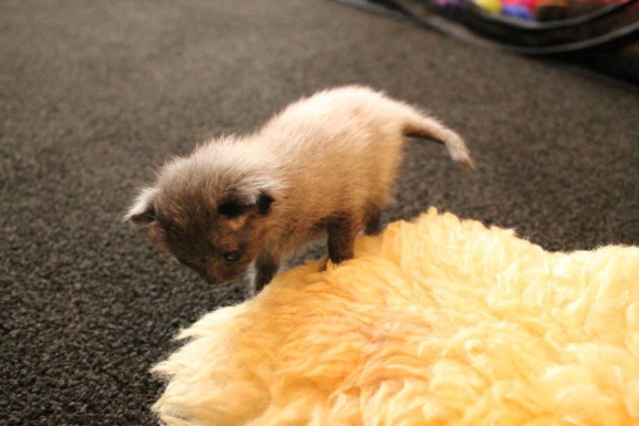 Facebook 'Bruce the cat'
