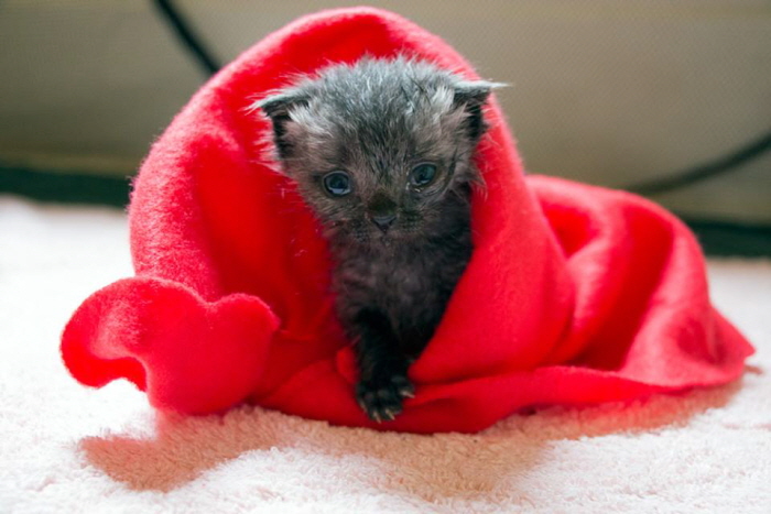 Facebook 'Bruce the cat'