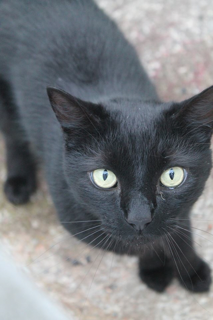 Facebook 'Bruce the cat'