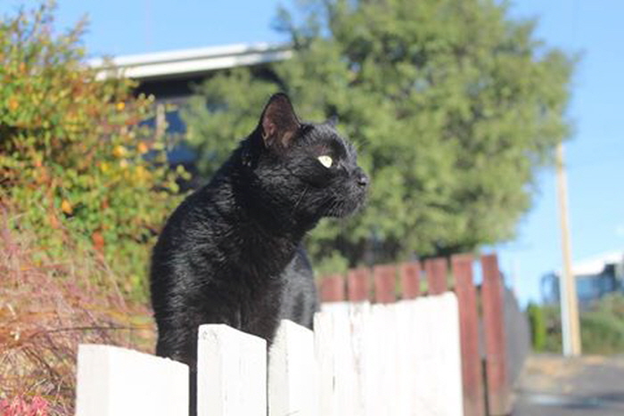 Facebook 'Bruce the cat'