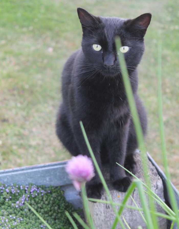 Facebook 'Bruce the cat'