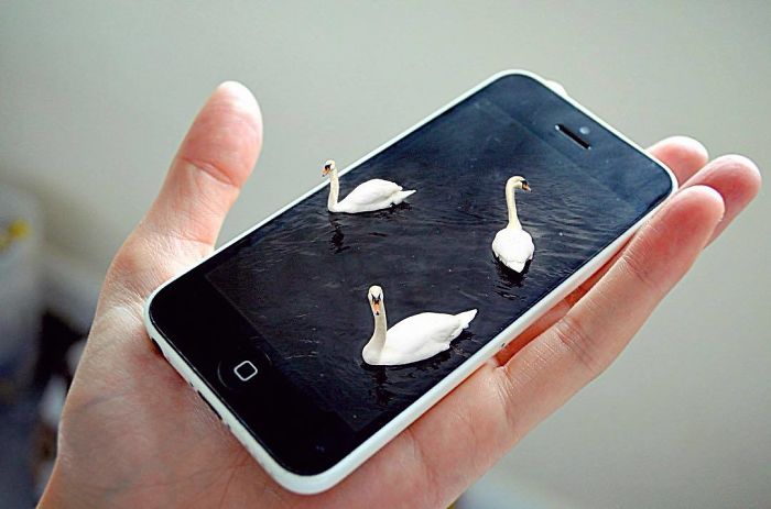 Terrace Guilt Terrace Guilt