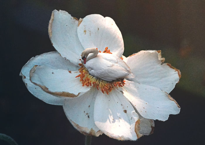 Love Is The Swanswer Love Is The Swanswer