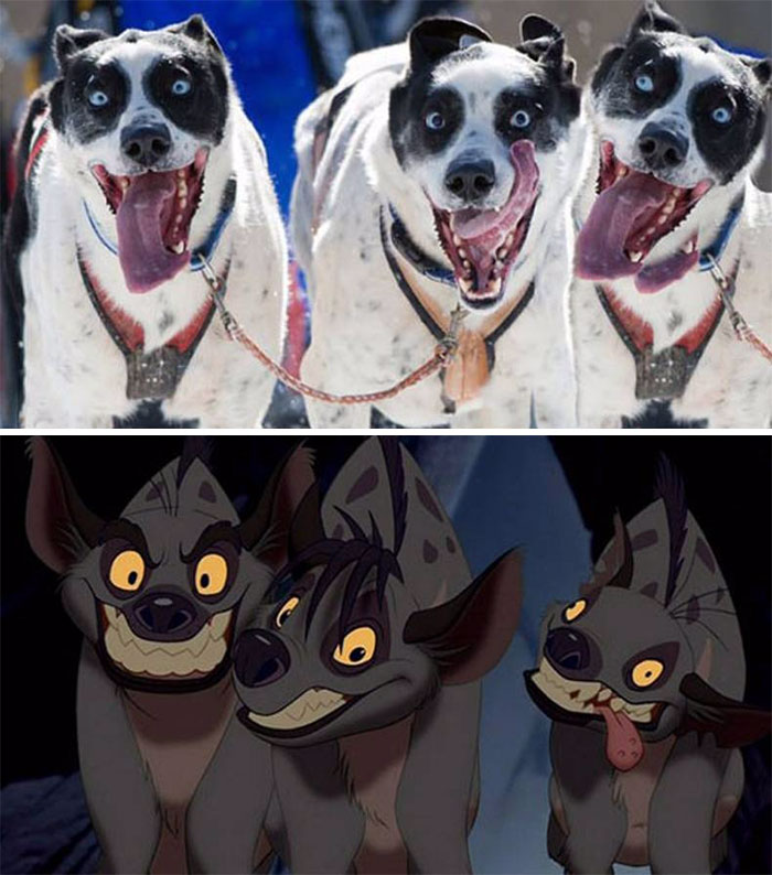 Estes cães hiperativos parecem Shenzi, Banzai e Ed do rei leão
