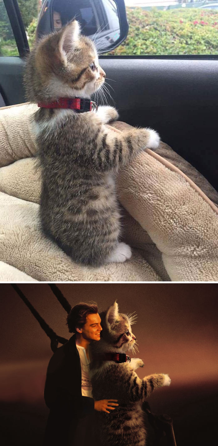 This Cat Standing Up This Cat Standing Up