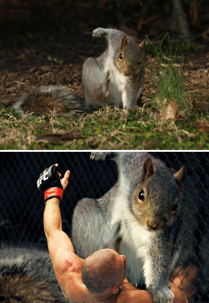This Squirrel Doing A Super Hero Pose This Squirrel Doing A Super Hero Pose