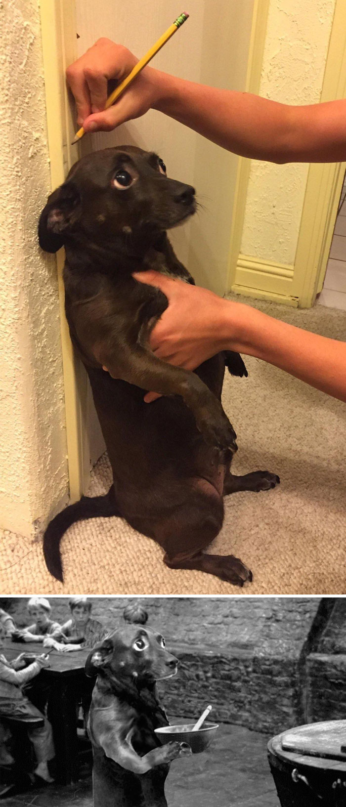 Measuring This Dog Measuring This Dog