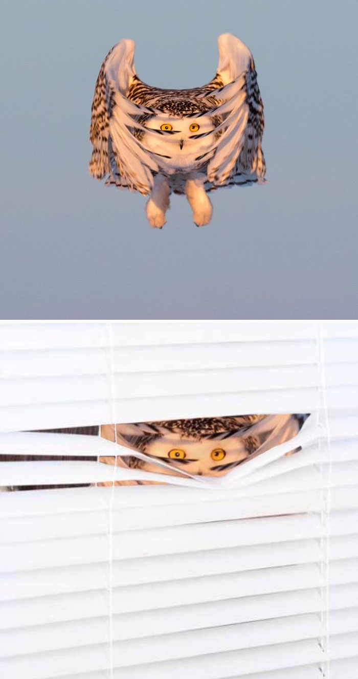 This Snowy Owl In Mid-Descent This Snowy Owl In Mid-Descent