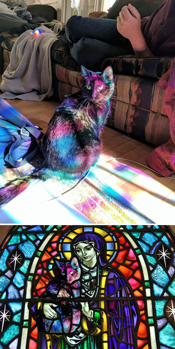 This Cat Bathed In Light From A Stained Glass Window This Cat Bathed In Light From A Stained Glass Window
