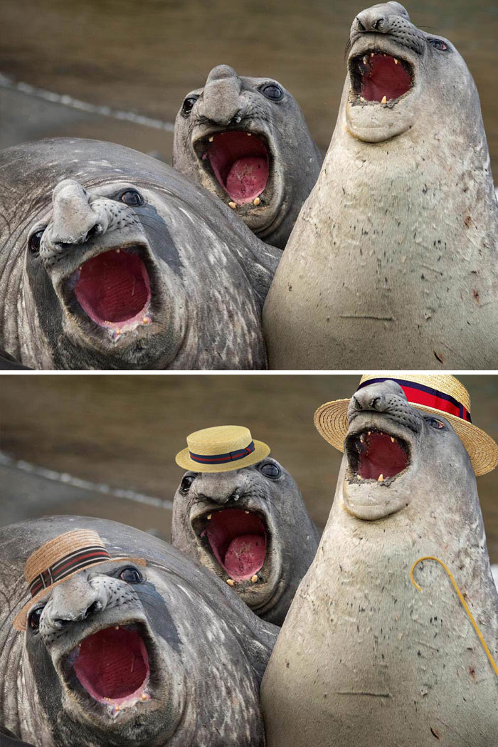 These Three Yawning Sea Lions These Three Yawning Sea Lions