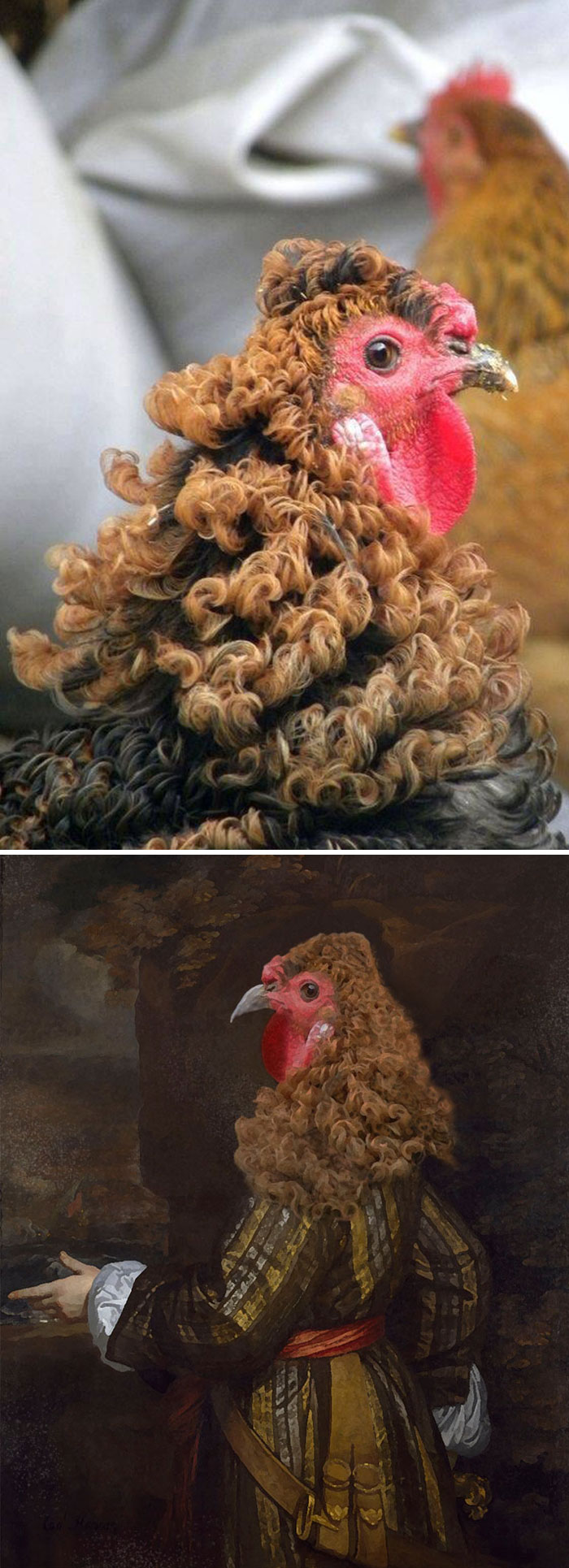 This Chicken With Curly Feathers This Chicken With Curly Feathers