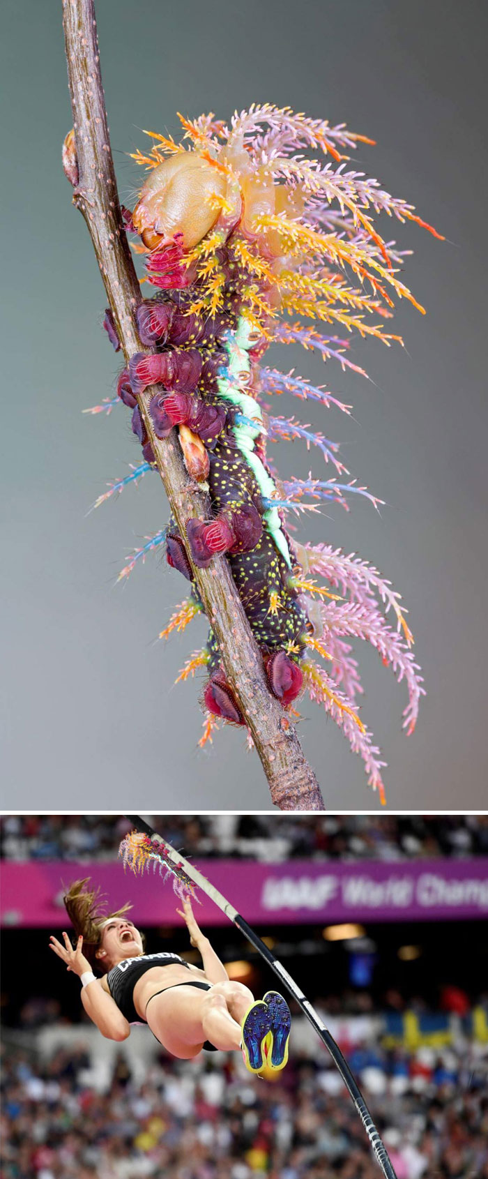 The Saturniidae Moth Caterpillar The Saturniidae Moth Caterpillar