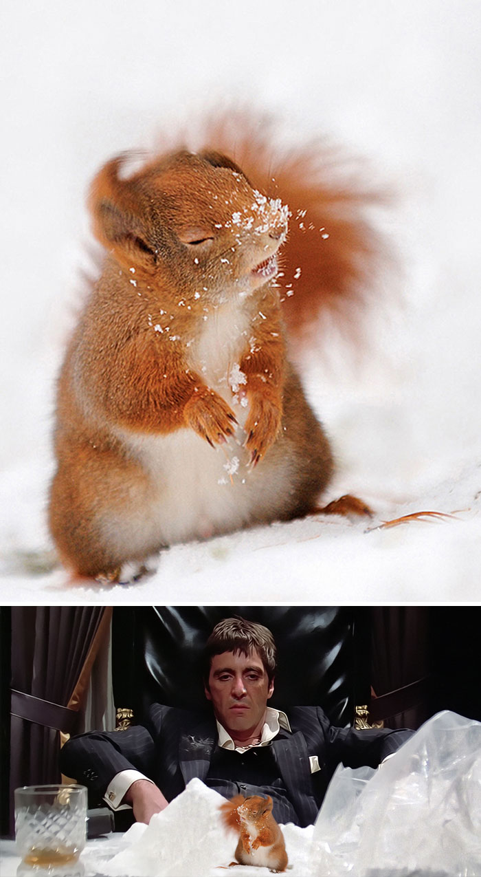 Squirrel With Snow On Nose Squirrel With Snow On Nose