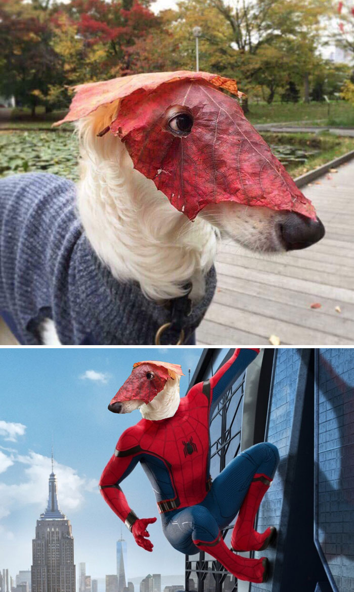 This Dog Wearing A Leaf Mask This Dog Wearing A Leaf Mask